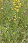 Yellow Spring bedstraw 